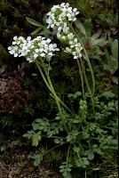 Pritzelago alpina subsp brevicaulis